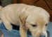Litter labrador puppies