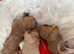 LAST GIRL ULTRA RARE F1 ASIAN MICRO DNA MALTIPOO
