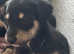 Top quality woolly/ rough coated lurcher pups