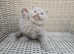 Champion   lines British Shorthair