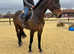 Attractive 16.1/16.2 Irish sport horse gelding