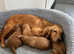 Red cockerpoo puppies