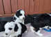 Beautiful litter of sheepadoddles