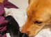 *Top Quality* KC Fully Health Tested 0:0 hips Chocolate Black Labrador puppies