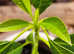Avocado Plants