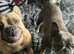 French bulldogs