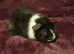 Male guinea pigs