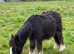 Mini cob colt