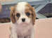 KC Cavalier king Charles Spaniel's puppies for sale