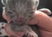 4 kittens all boys ready In 7 weeks