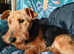 Beautiful Welsh terrier looking for loving home