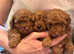 Health Tested Parents Red KC Reg Toy Poodles