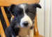 BEAUTIFUL COLLIE PUPPIES FOR SALE !