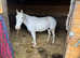 Grey cob mare