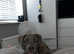 Corso/mastiff mix breed