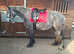 Dales type Steel Grey mare
