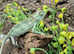 Male Yemen Chameleons at Birmingham Reptiles