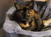 Tortoiseshell female