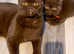 Rare chocolate cinnamon British shorthair