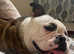 English bulldog girl unnuted