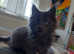 Maine coon