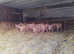 Pedigree middle white pigs available