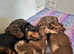 Beautiful miniature Dachshunds
