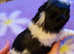 Kc reg shih tzu puppies