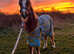 VARIOUS WELL-HANDLED SMALL RESCUE PONIES/CUTE YEARLING GELDINGS AVAILABLE for future lead rein projects, therapy pony projects, companions & pets