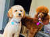 Miniature kc poodle pups