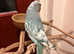 Rare pied blue hand temed baby Indian ringnick