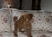 Tiny toy poodle