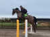 Quality 16.3hh All rounder Anglo Arab Gelding
