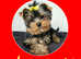Yorkshire terrier KC.REG.PEDIGREE 1 BOY AVAILABLE
