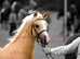 Top class section B gelding