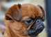 Beautiful Red Smooth Adult Male Griffon Bruxellois