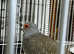 Male diamond dove