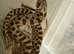 2 baby hog nose snakes