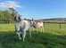 **Pending**. 2x beautiful donkeys