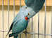 Blue Ringneck Talking Parrot