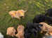 Kc registered Labrador puppies