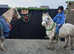 RHYDYFELIN STAR GIRL kids pony
