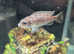 Assorted african cichlids