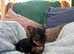 True teacup Yorkshire terrier puppies