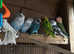 Beautiful love birds.