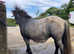 Miniature Shetland