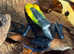 Dart Frogs for Sale - Collection in Kent (Rare Morphs Available)