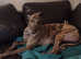 RESCUE GREYHOUNDS FOR ADOPTION