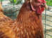 Laying Hens Chickens. Big healthy birds only £8 each