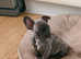 KC registered French bulldog puppies Frenchies
